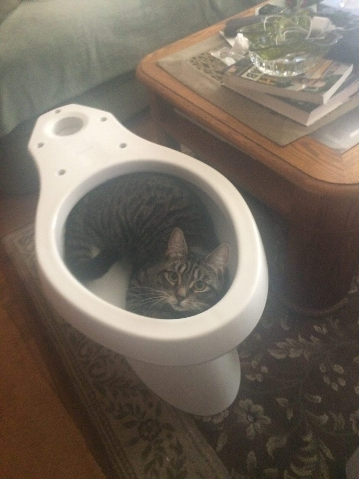 Top view of a cat in toilet tab