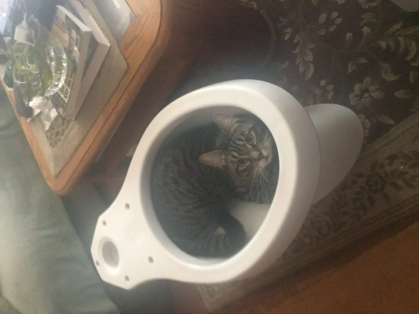 Top view of a cat in toilet tab