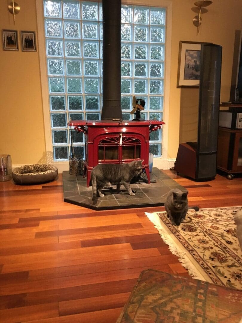 A room with two cats on a wooden floor