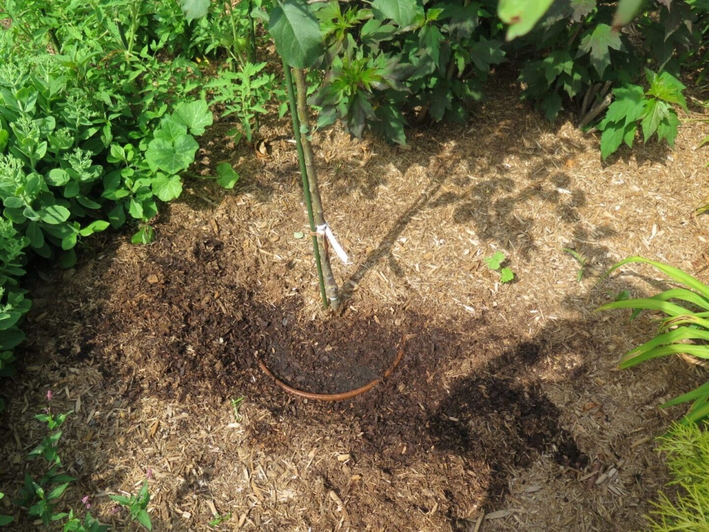 Mulch on top of Drip Irrigation System
