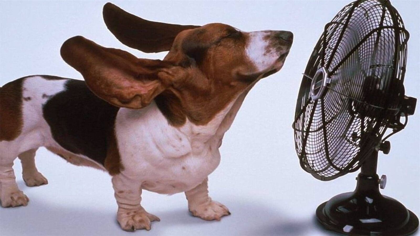 About A Dog and Fan By Brian Schnee
