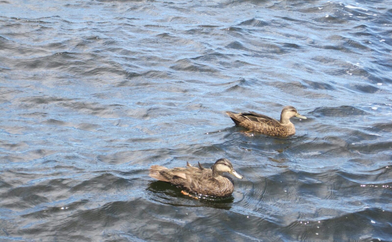 Two ducks are swimming on water
