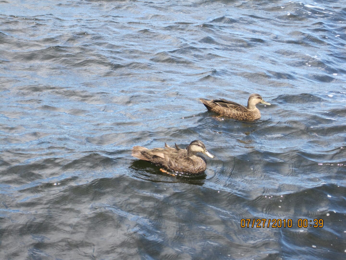 Two ducks are swimming on water