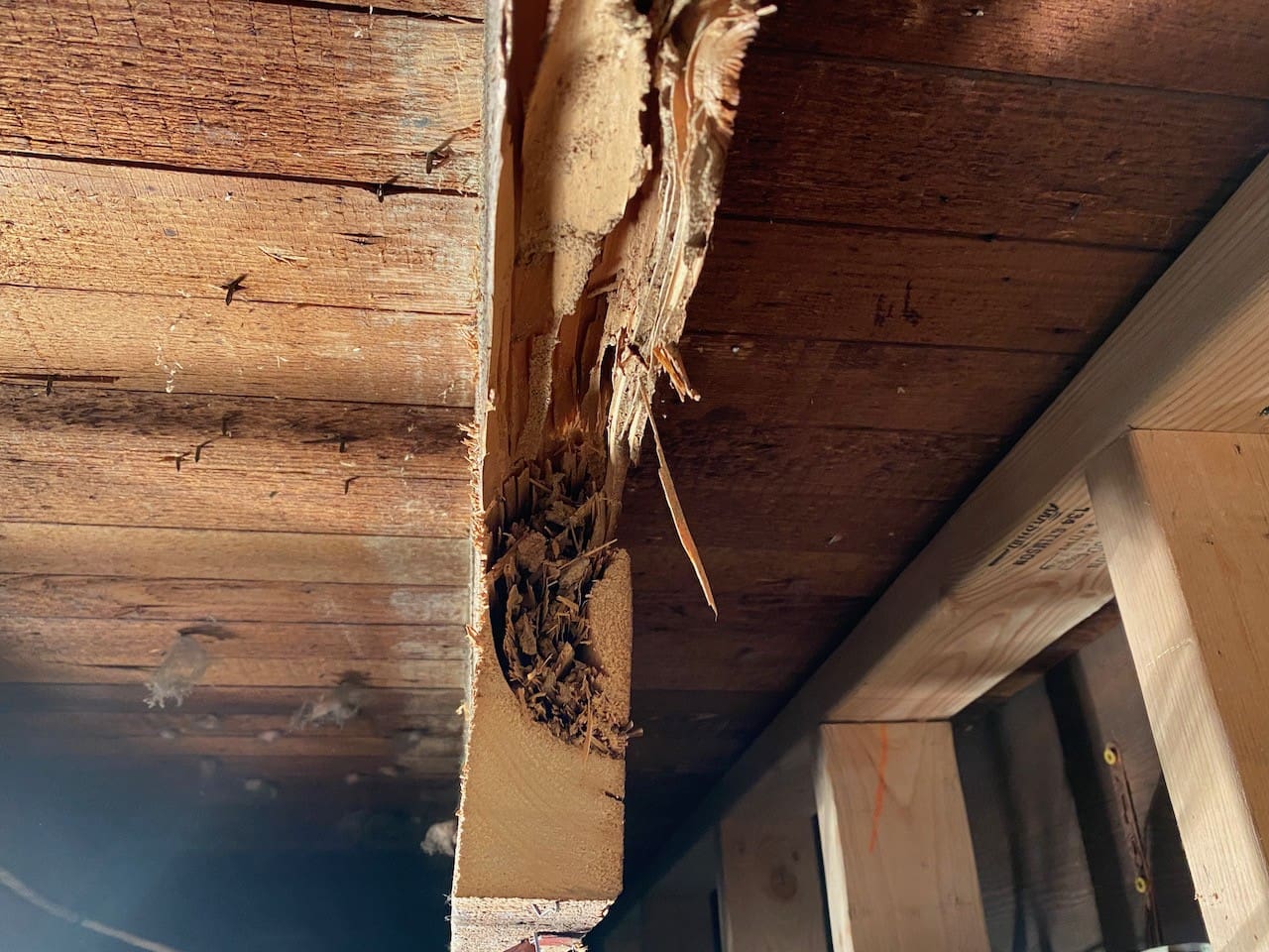 Side view termite damage